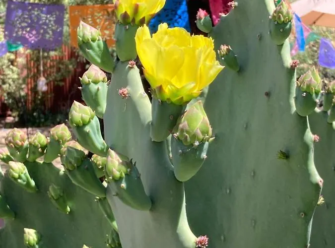 Casa Azul: Pet-friendly Adobe Oasis In Location Holiday home *