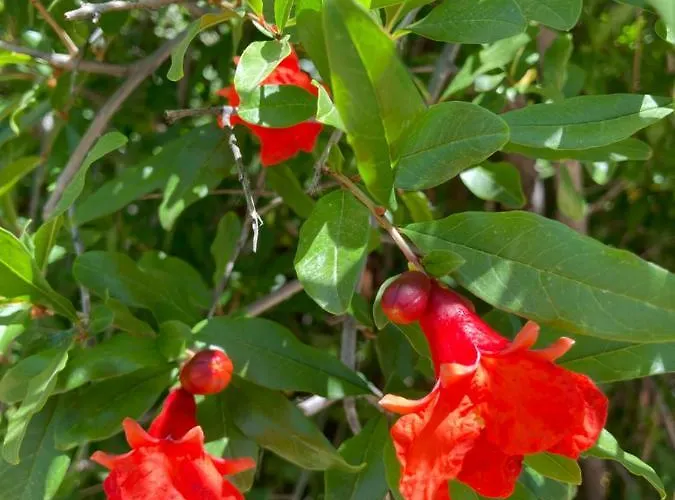 Holiday home Casa Azul: Pet-friendly Adobe Oasis In Location *